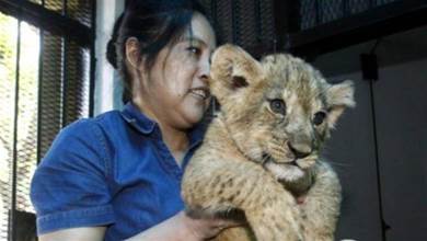 夫妻救了一窩獅子，三年後獅子闖進屋叼走兒子，夫妻追出家門磕頭