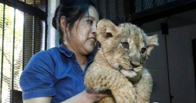 夫妻救了一窩獅子，三年後獅子闖進屋叼走兒子，夫妻追出家門磕頭