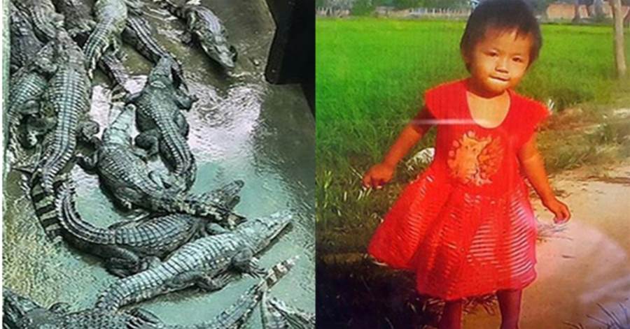 心碎！ 2歲女兒誤入鱷魚池被吃掉，父親捨命救女也回天無力