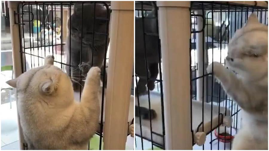 兩貓總打架，主人將其中一隻關在籠子裡，五分鐘後，主人哭笑不得